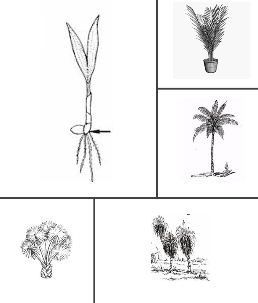 Plant Morphology Recognise Plants