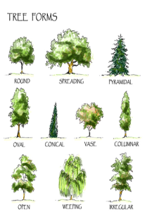 Plant Morphology Recognise Plants