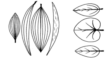 Leaf Venation Recognise Plants