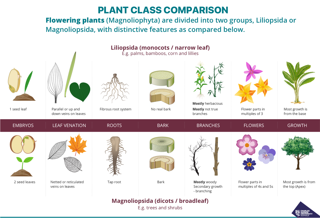 Flowering plants are divided into two groups, Liliopsida or Magnoliopsida, with distinctinve features as compared in the chart. Liliopsida / narrow leaf eg palms, bamboos, corn, and lillies and Magnoliopsida/ broadleaf eg trees and shrubs