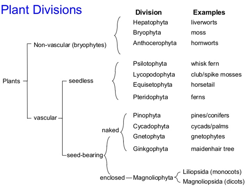 Plants- Non-vascular and vascular with their divisions and examples in a tree diagram