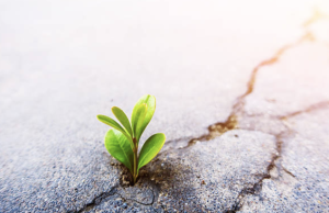 plant growing out of concrete