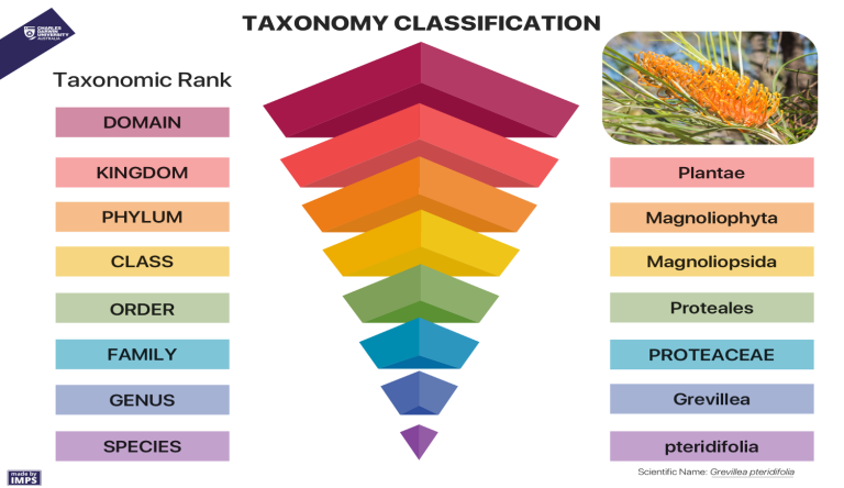Classification – Recognise Plants