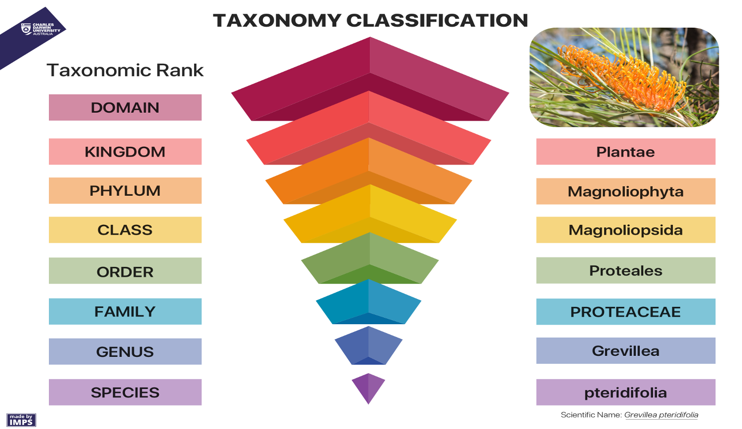 Taxonomic Rank: Domain, Kingdon, Phylum, Class, Order, Family, Genus Species