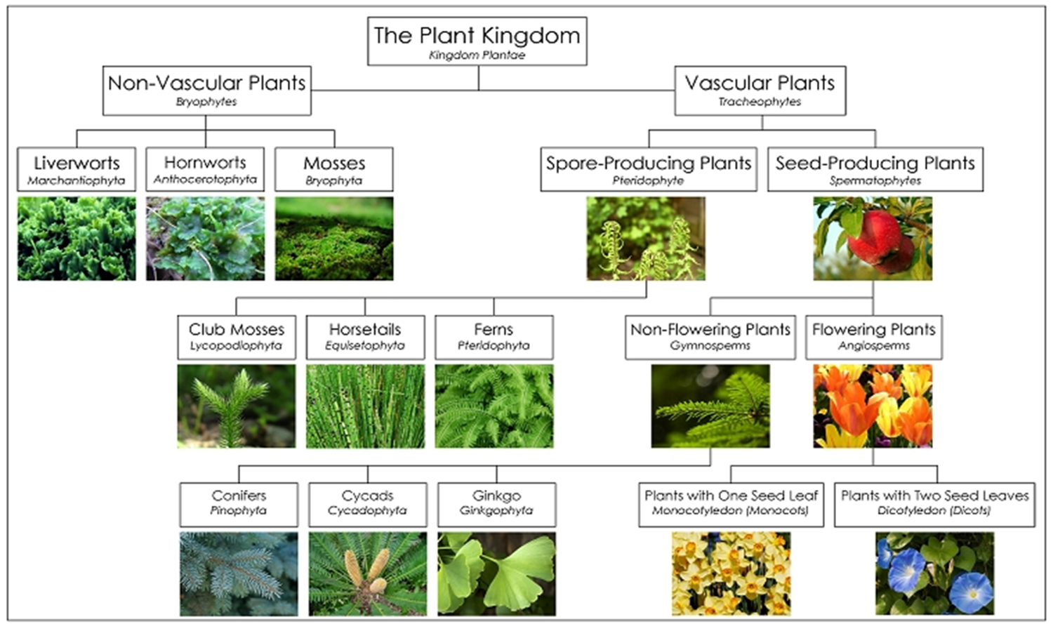 The Plant Kingdom: Non-Vascular Plants and Vascular Plants with their underlying organizations and examples