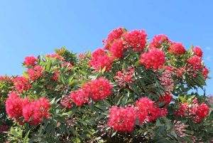 Swamp Bloodwood, a red flowering plant