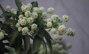 Black Wattle, white flowering plant