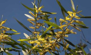 Black Wattle