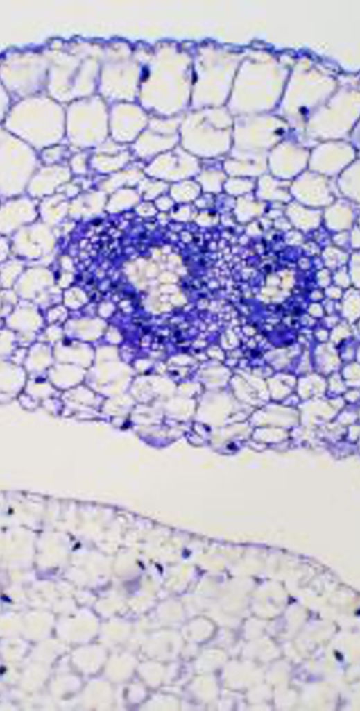 Plant cell microscopic image