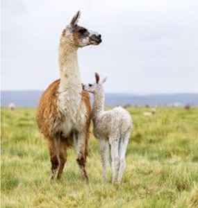 Mama lama with baby in a field