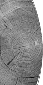 age rings of a log