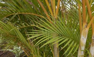 Cane Palm