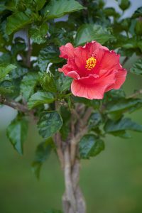 bark on hibiscus shrub