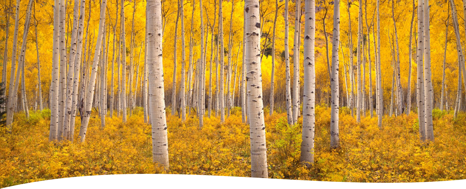 Example of bark on Aspen trees