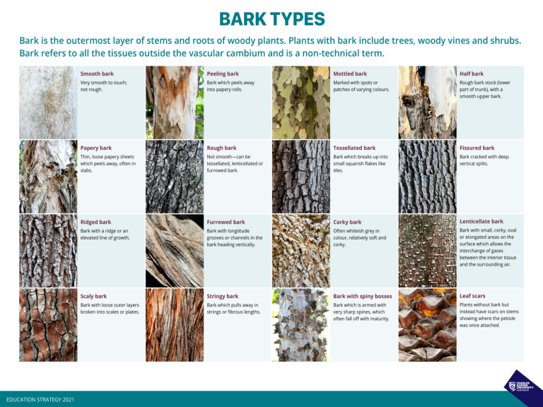 Bark Types Recognise Plants
