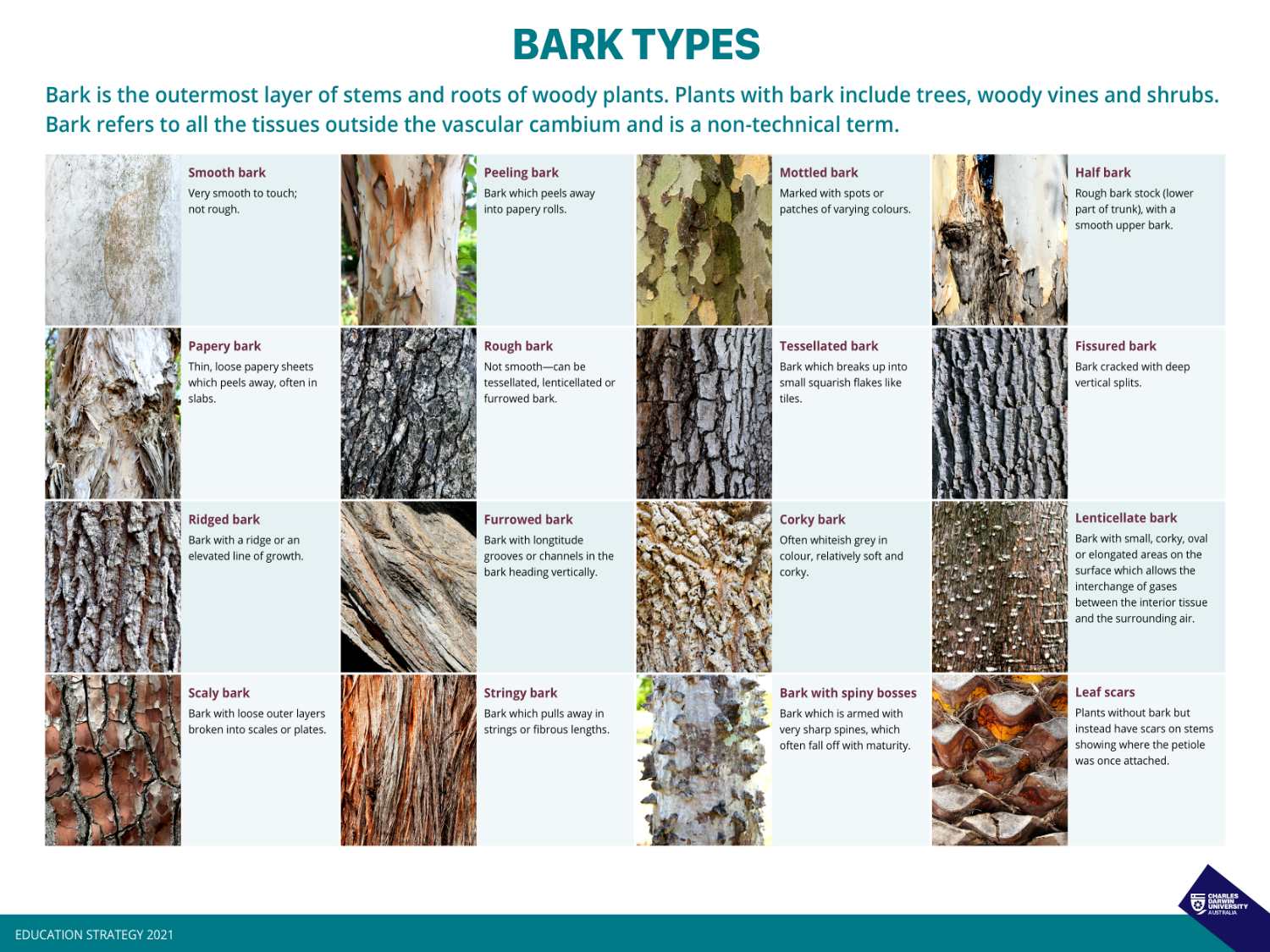 Images of all types of bark, including: smooth, peeling, mottled papery, rough, tessellated, ridged, furrowed, corky, scaly, stringy, fissured, leaf scarred