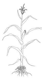 drawing of basic plant