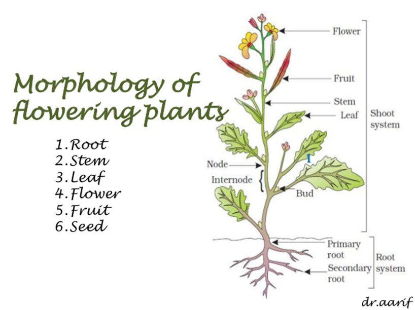 Root, stem, leaf diagram