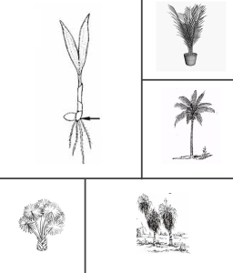 various examples of palm forms