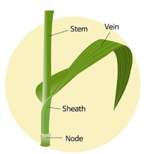 Labelled diagram of Liliopsida including stem, sheath, node, veins