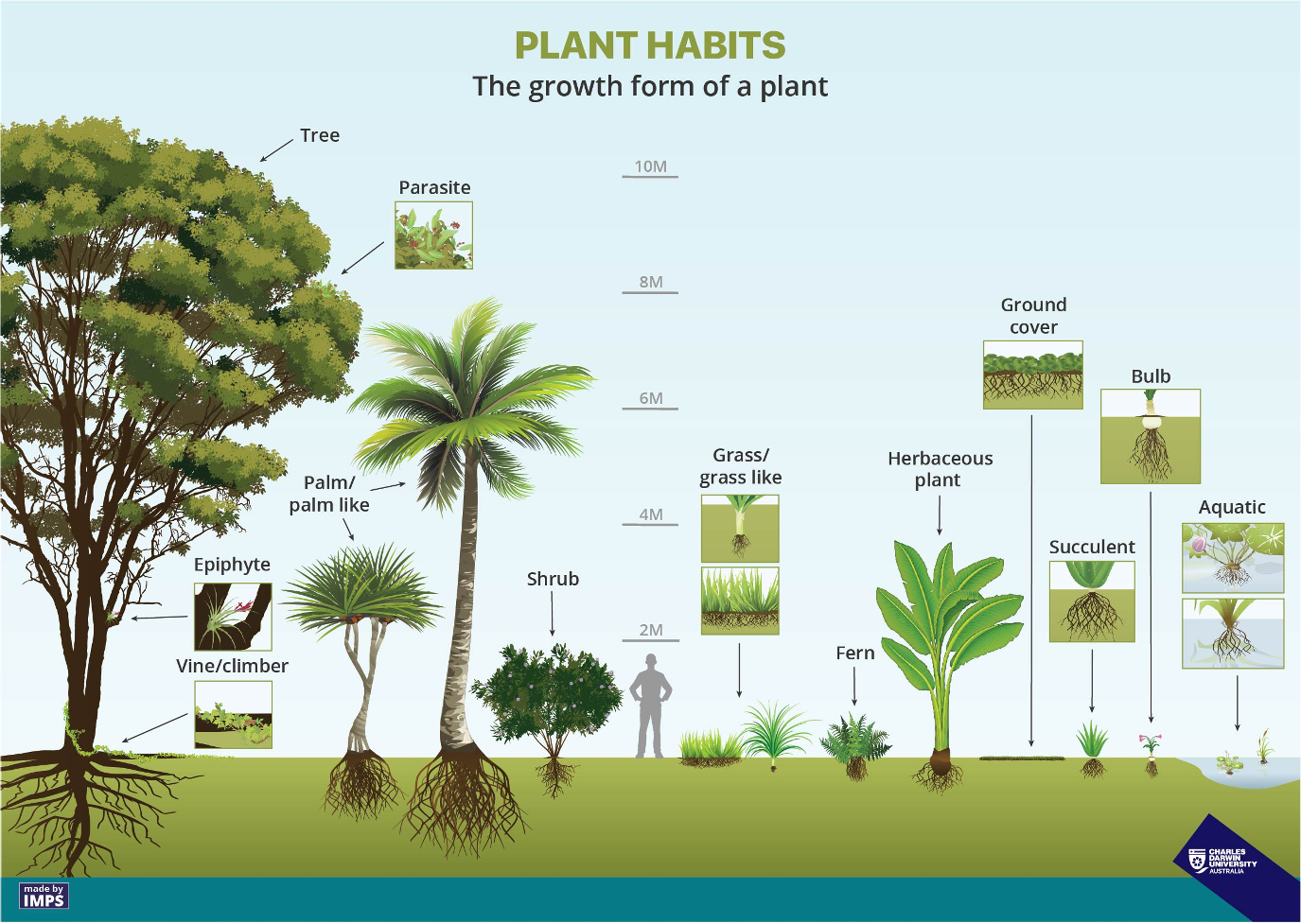 examples of different types of habits, including trees, vines, palms, shrubs, grasses, ferns, etc.