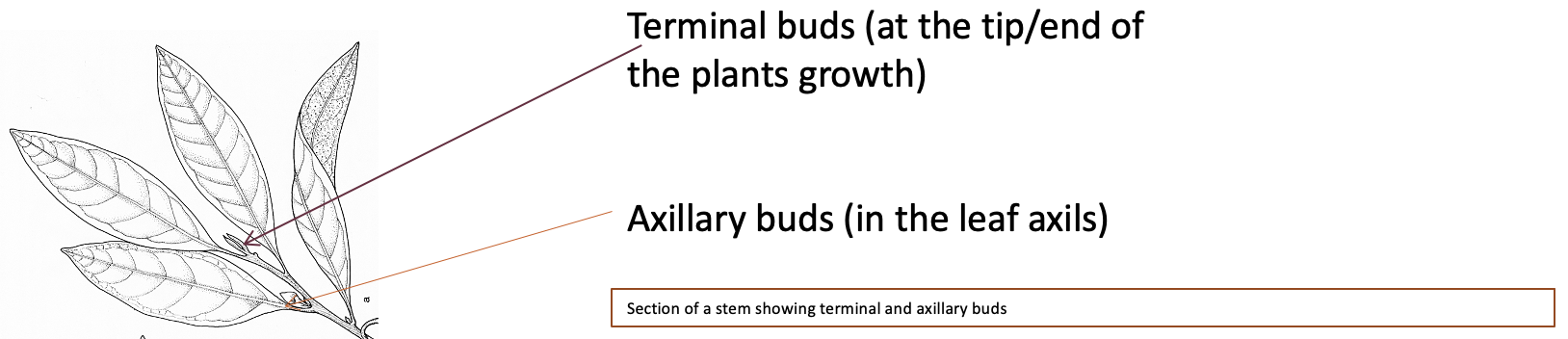 Section of a stem showing terminal and axillary buds