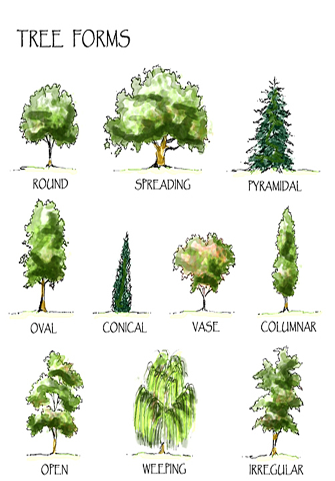 Various tree forms shown: Round, sprreading, pyramidal, oval, condical, vase, columnar, open, weeping, irregular