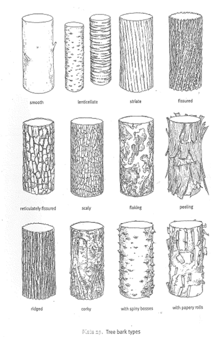 Illustration of all bark types