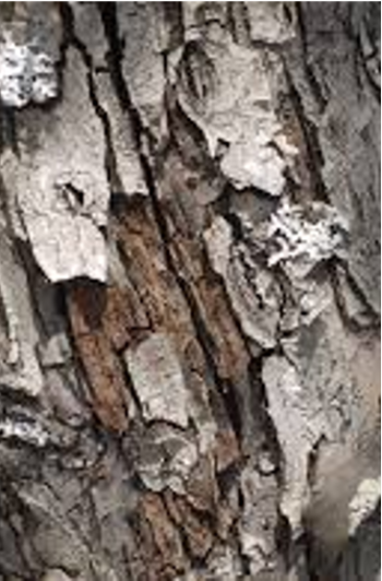 Bark Recognise Plants 0280