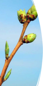 Example of buds on a stem