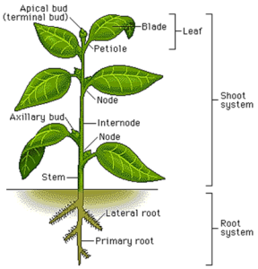 Plant diagram labelled with parts