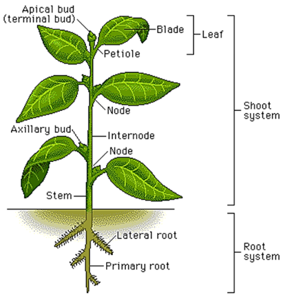 Plant Morphology – Recognise Plants