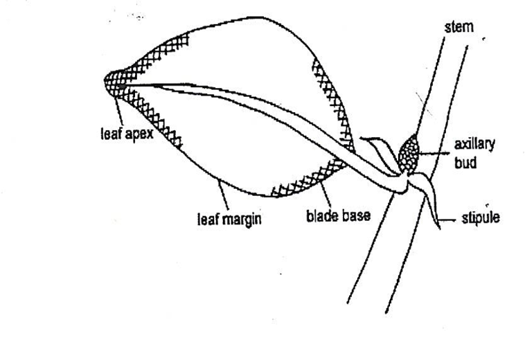 leaf apex, margin, blade base, stem, auxillary bud, stipules