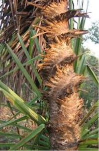 Examples of bark as stem leaf scars