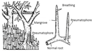 Mangrove, breathing, pneumatophore, normal root