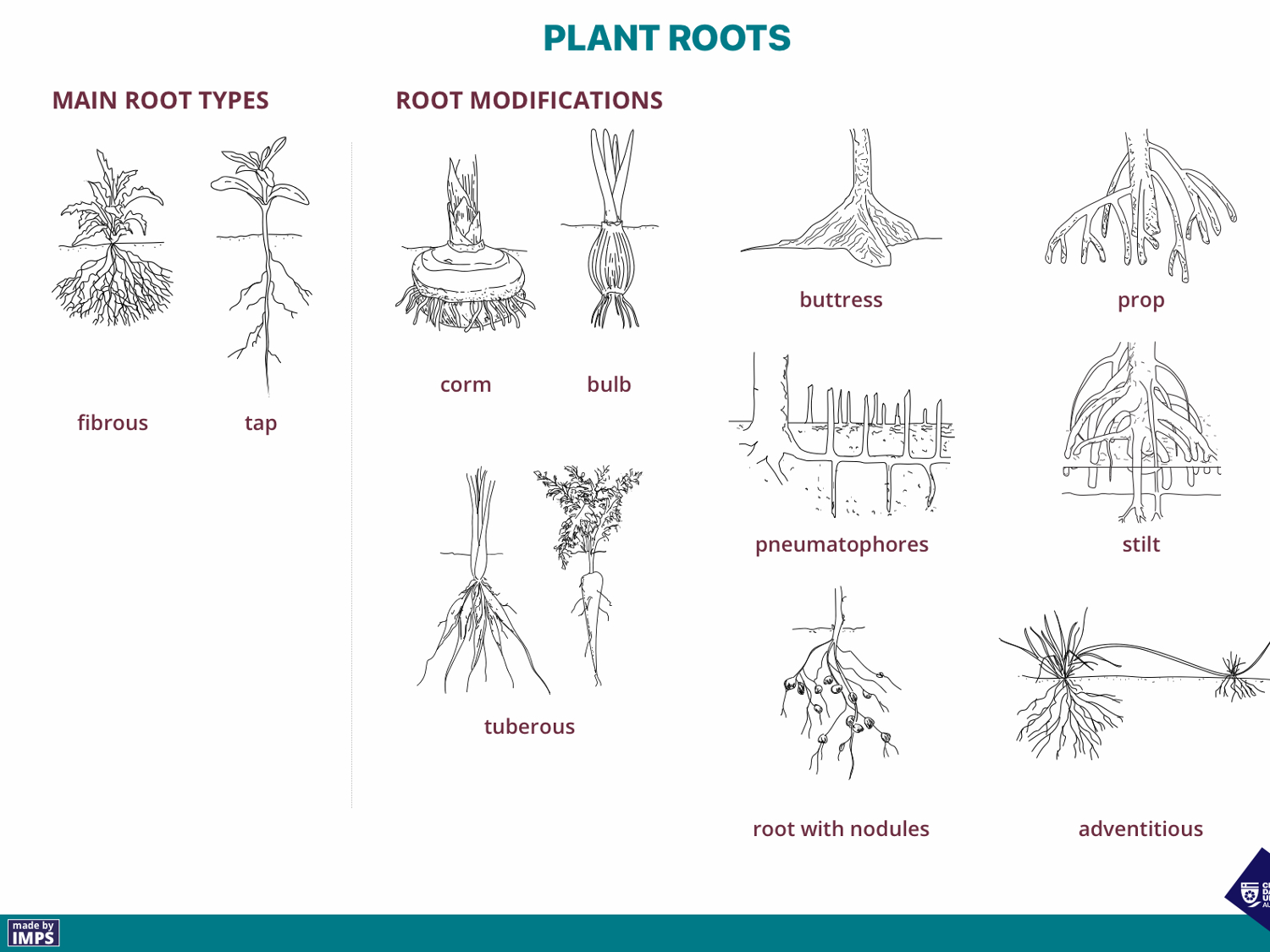 Root modifications: corm/bulb, tuberous, buttress, pneumatophores, root with nodules