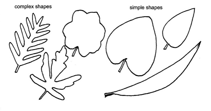 drawings of complex leaf shapes which appear compound