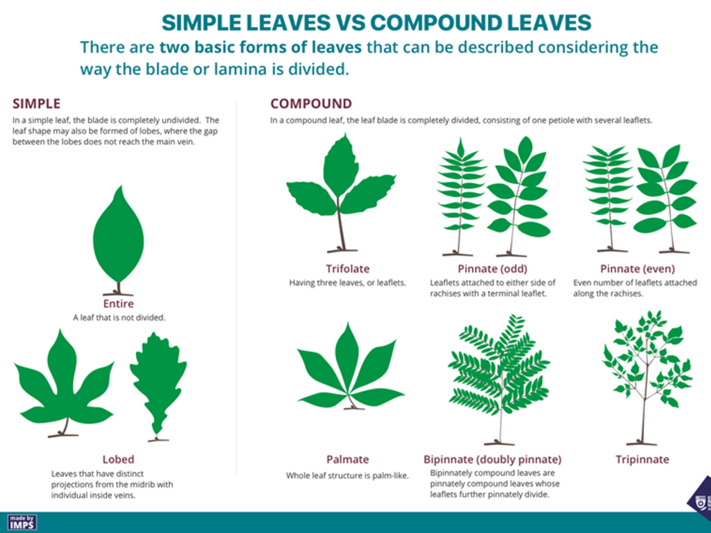 Type of leaf recognise plants