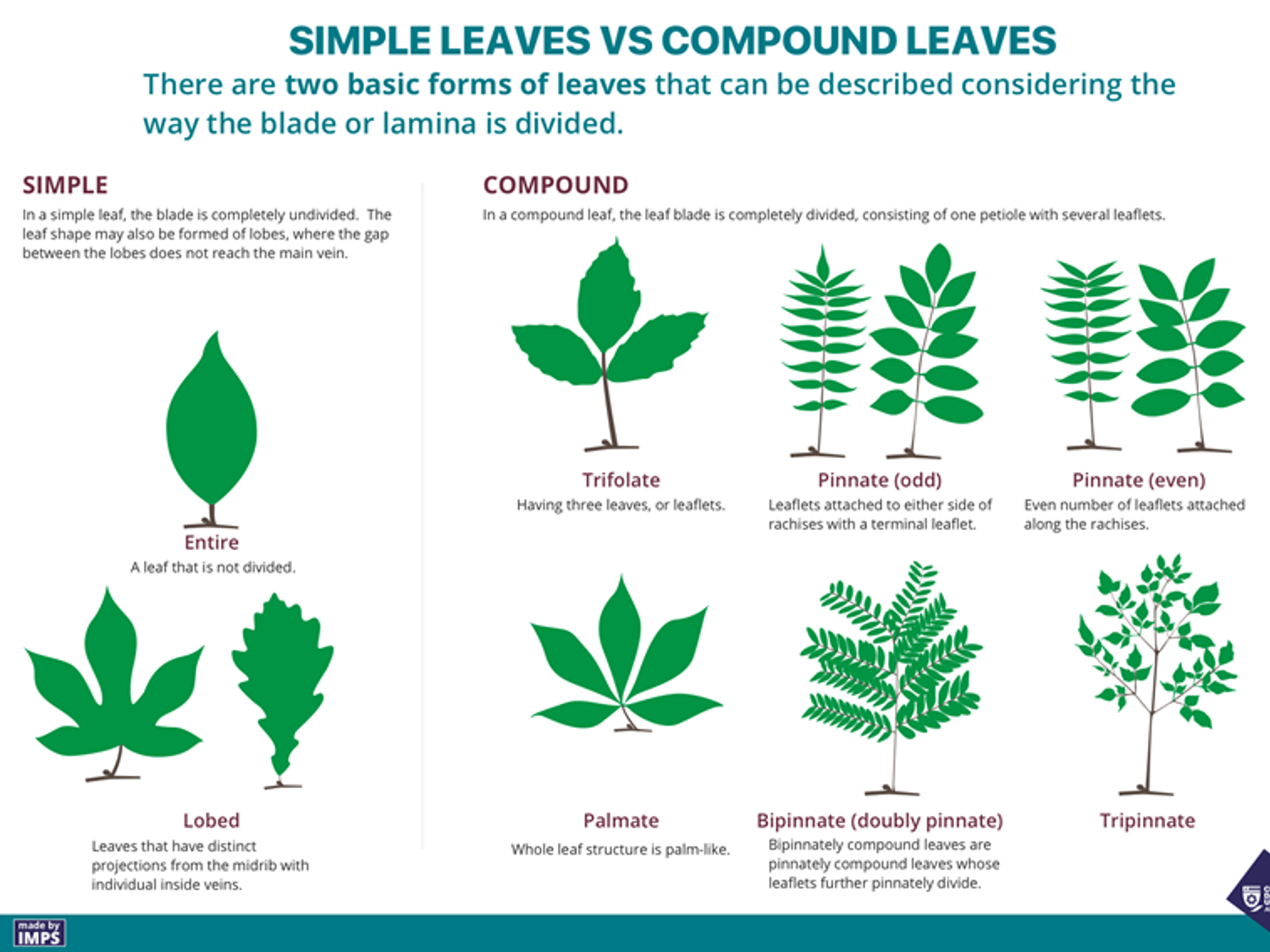 There are two basic forms of leaves that can be described considering the way the blade or lamina is divided. In a simple leaf, the blade is completely undivided. IN a compound leaf, the leeaf blade is completely divided.