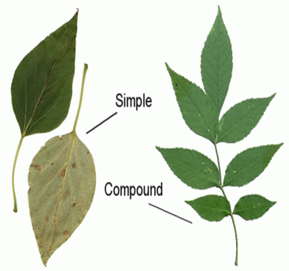examples of simple and compound leaves