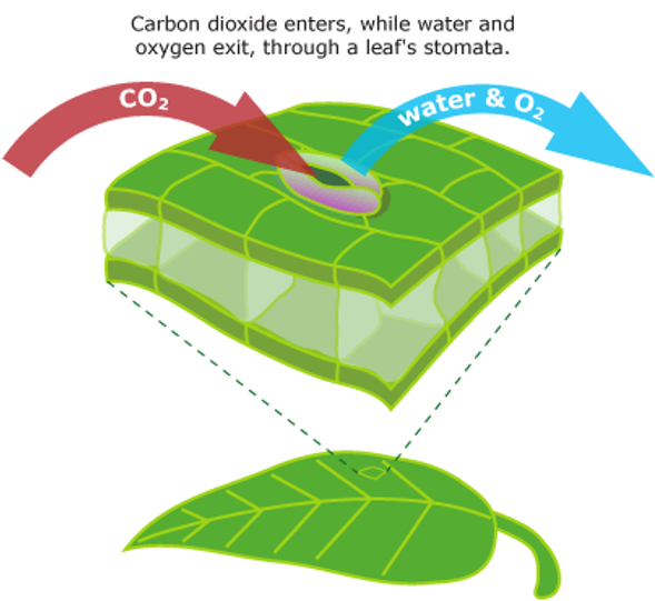 Carbon dioxide enters while water and Oxygen exit, through a leaf's stomata