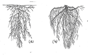 Fig (a) tap root with lateral roots