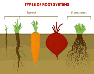 Taproot vs Fibrous root