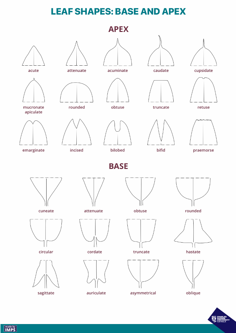 drawings of many different apex and base shapes of leaves
