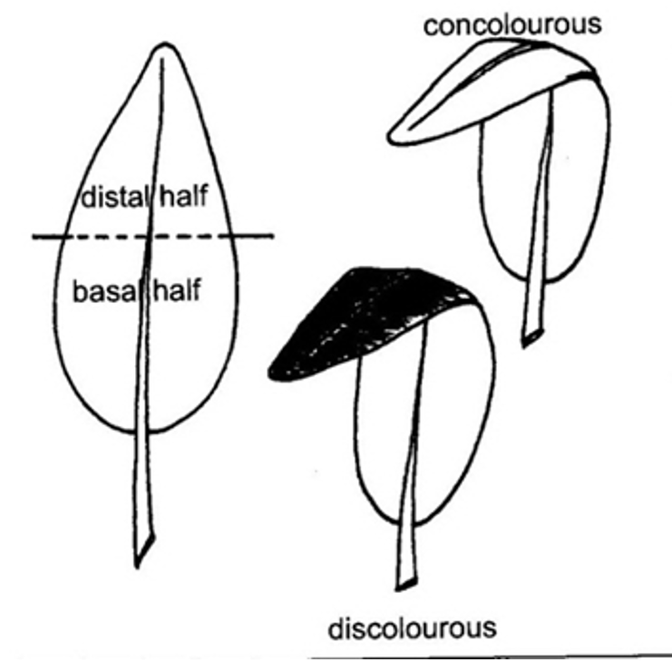 drawing of concolourous vs discolourous