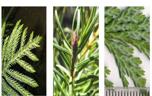 images of conifers