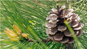 More images of conifers