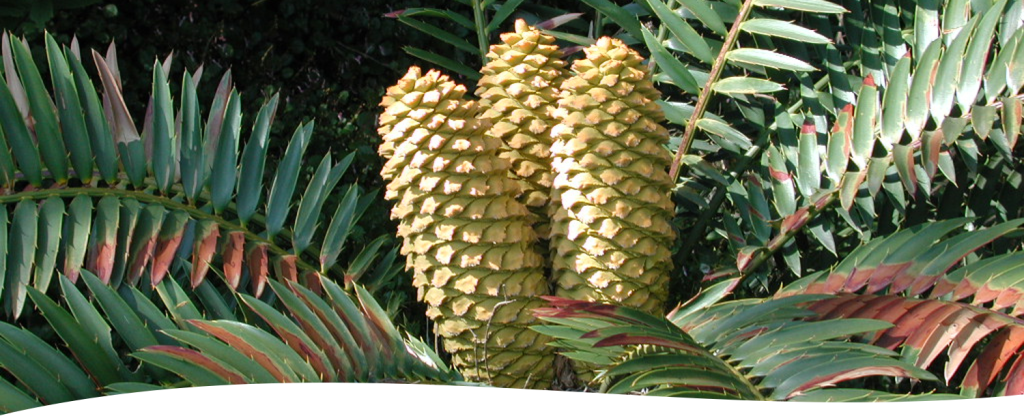 Cycads – Recognise Plants