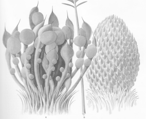 Cycad reproductive parts drawing