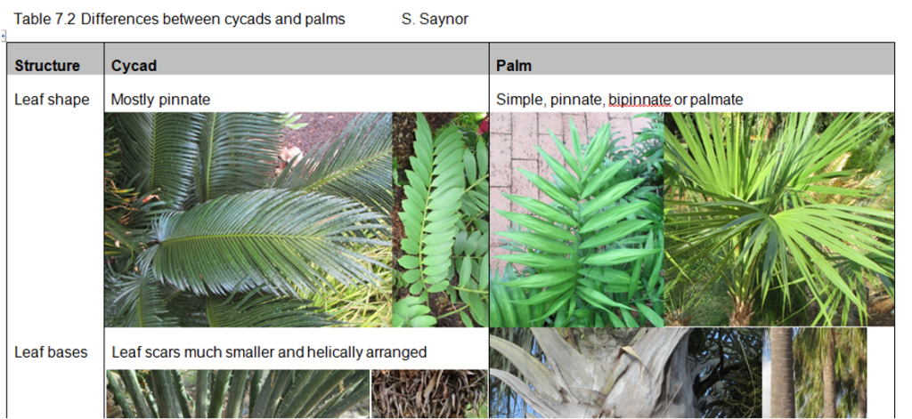 Chart showing differences between Cycads and Palms